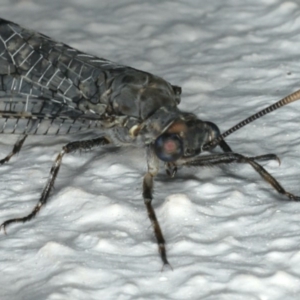 Bandidus breviusculus at Ainslie, ACT - 18 Feb 2020