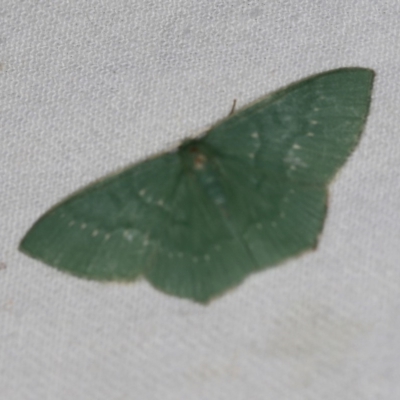 Maxates calaina (Neat-angled Emerald) at Cotter River, ACT - 7 Feb 2019 by ibaird