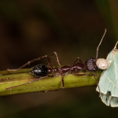 Myrmecia pyriformis (A Bull ant) at Bimberi Nature Reserve - 7 Feb 2019 by kasiaaus