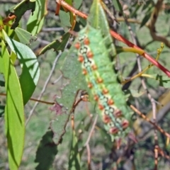 Doratifera quadriguttata and casta at Molonglo Valley, ACT - 20 Feb 2020