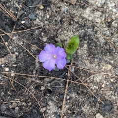 Brunoniella pumilio (Dwarf Blue Trumpet) at Broulee, NSW - 21 Feb 2020 by LisaH