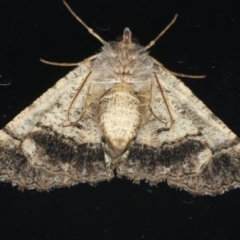 Aporoctena undescribed species at Ainslie, ACT - 18 Feb 2020