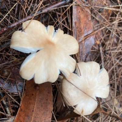 Gymnopus sp. at Broulee, NSW - 22 Feb 2020 by LisaH