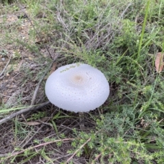 Macrolepiota dolichaula (Macrolepiota dolichaula) at Broulee, NSW - 22 Feb 2020 by LisaH