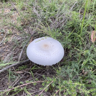 Macrolepiota dolichaula (Macrolepiota dolichaula) at Broulee, NSW - 22 Feb 2020 by LisaH