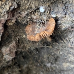 Inocybe sp. (Inocybe) at Moruya, NSW - 23 Feb 2020 by LisaH