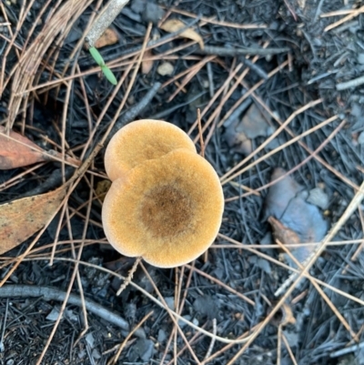 Unidentified Fungus at Moruya, NSW - 23 Feb 2020 by LisaH