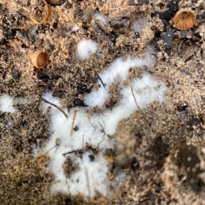 Unidentified Fungus at Broulee, NSW - 23 Feb 2020 by LisaH