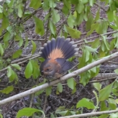 Rhipidura rufifrons (Rufous Fantail) at Moruya, NSW - 23 Feb 2020 by LisaH