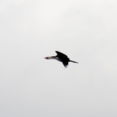 Microcarbo melanoleucos (Little Pied Cormorant) at Burradoo, NSW - 16 Oct 2018 by JanHartog