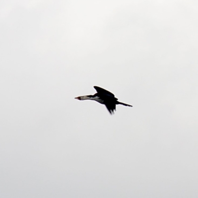 Microcarbo melanoleucos (Little Pied Cormorant) at Burradoo, NSW - 16 Oct 2018 by JanHartog