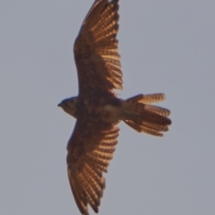 Falco berigora (Brown Falcon) at Sutton, NSW - 23 Feb 2020 by GeoffBull
