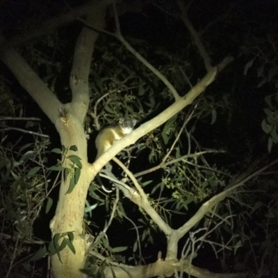 Pseudocheirus peregrinus (Common Ringtail Possum) at Penrose, NSW - 23 Feb 2020 by Aussiegall