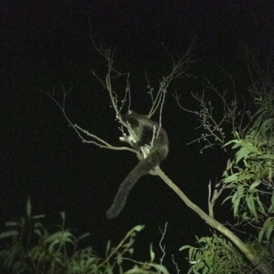 Petauroides volans (Greater Glider) at Penrose, NSW - 23 Feb 2020 by Aussiegall
