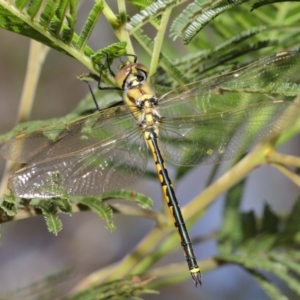 Hemicordulia tau at Hackett, ACT - 22 Feb 2020