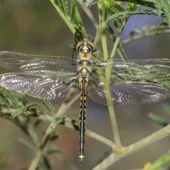 Hemicordulia tau at Hackett, ACT - 22 Feb 2020