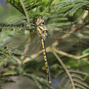 Hemicordulia tau at Hackett, ACT - 22 Feb 2020