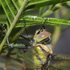 Hemicordulia tau at Hackett, ACT - 22 Feb 2020