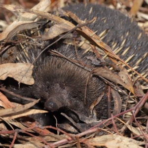 Tachyglossus aculeatus at Acton, ACT - 22 Feb 2020 10:58 AM