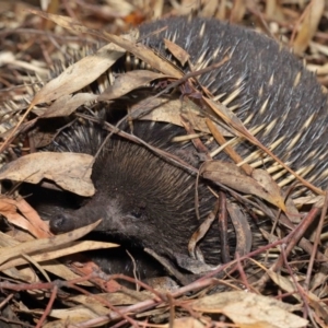 Tachyglossus aculeatus at Acton, ACT - 22 Feb 2020 10:58 AM