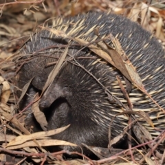 Tachyglossus aculeatus at Acton, ACT - 22 Feb 2020 10:58 AM