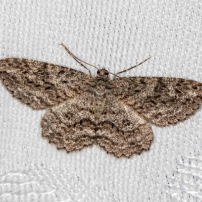 Ectropis fractaria (Ringed Bark Moth) at Melba, ACT - 2 Jan 2018 by Bron