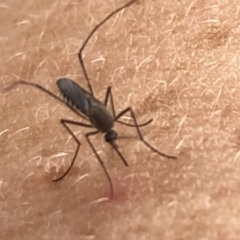 Culicidae (family) (A mosquito) at Aranda, ACT - 23 Feb 2020 by Jubeyjubes
