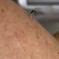 Culicidae (family) at Aranda, ACT - 23 Feb 2020