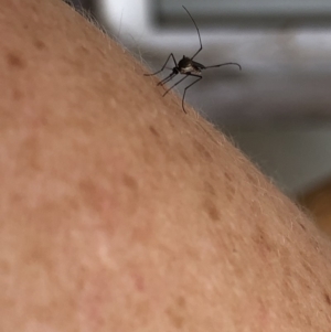 Culicidae (family) at Aranda, ACT - 23 Feb 2020