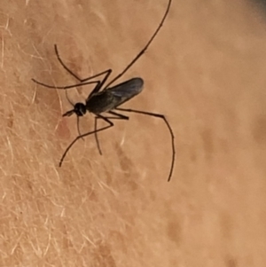 Culicidae (family) at Aranda, ACT - 23 Feb 2020