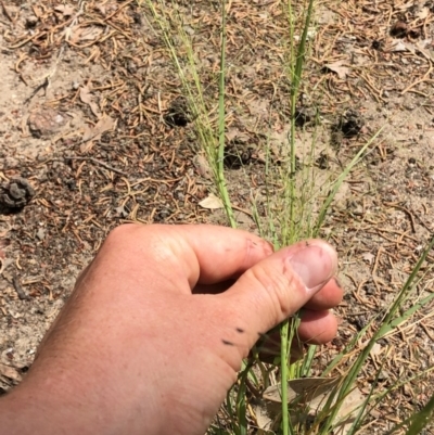 Eragrostis trachycarpa (Rough-grain Lovegrass) at Aranda, ACT - 22 Feb 2020 by Jubeyjubes