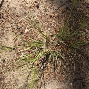 Eragrostis trachycarpa at Aranda, ACT - 22 Feb 2020