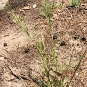 Eragrostis trachycarpa at Aranda, ACT - 22 Feb 2020 12:25 PM