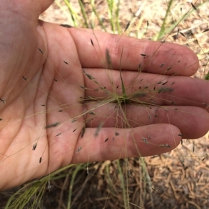 Eragrostis trachycarpa at Aranda, ACT - 22 Feb 2020