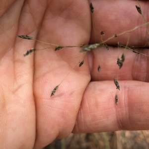 Eragrostis trachycarpa at Aranda, ACT - 22 Feb 2020 12:25 PM