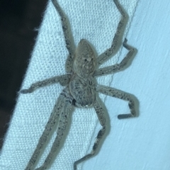 Sparassidae (family) (A Huntsman Spider) at Aranda, ACT - 22 Feb 2020 by Jubeyjubes
