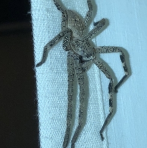 Sparassidae (family) at Aranda, ACT - 22 Feb 2020