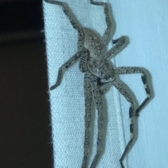 Sparassidae (family) at Aranda, ACT - 22 Feb 2020 09:16 PM