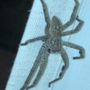 Sparassidae (family) at Aranda, ACT - 22 Feb 2020