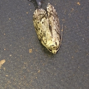 Philobota philostaura at Aranda, ACT - 21 Feb 2020