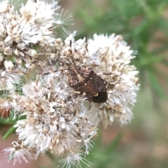 Oncocoris sp. (genus) (A stink bug) at Uriarra, NSW - 22 Feb 2020 by Jubeyjubes