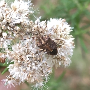 Oncocoris sp. (genus) at Uriarra, NSW - 22 Feb 2020