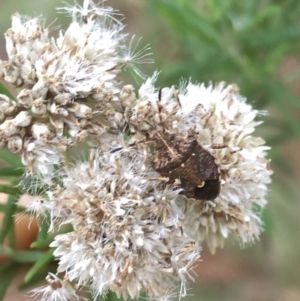 Oncocoris sp. (genus) at Uriarra, NSW - 22 Feb 2020