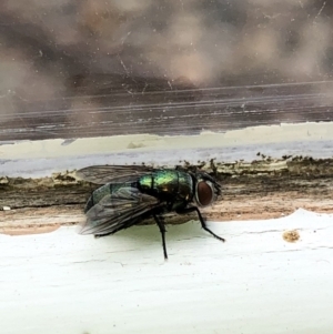 Lucilia sp. (genus) at Aranda, ACT - 22 Feb 2020