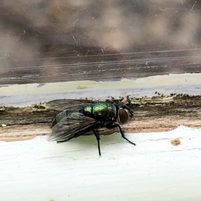 Lucilia sp. (genus) (A blowfly) at Aranda, ACT - 22 Feb 2020 by Jubeyjubes