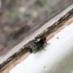 Lucilia sp. (genus) at Aranda, ACT - 22 Feb 2020