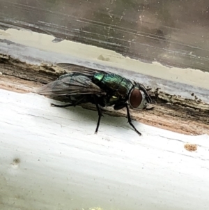 Lucilia sp. (genus) at Aranda, ACT - 22 Feb 2020