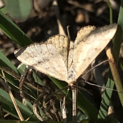 Scopula rubraria (Reddish Wave, Plantain Moth) at Cotter River, ACT - 22 Feb 2020 by Jubeyjubes