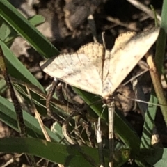 Scopula rubraria at Cotter River, ACT - 22 Feb 2020