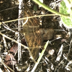 Scopula rubraria at Cotter River, ACT - 22 Feb 2020